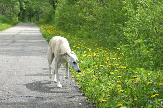 My whippet, Kahlil. Photo by author.
