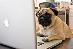 Flickr image by Akane Yamada. I think this dog has persistence. 