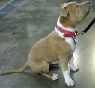 Um, yeah. Our table was next to the table with a puppy. I'm sure you can figure out who got more attention.