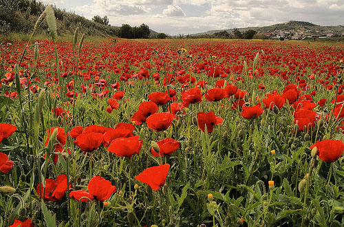 Photo Credit: Fr Antunes via Compfight cc