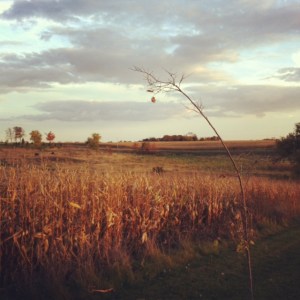 Can I say how much I like driving at sunset on an October evening in Minnesota? The light was absolutely fabulous on the golden corn that remains.