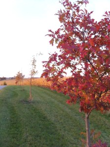 A tornado plowed through this area several years ago and took out all the huge trees at this cemetery. Every time I drive by, I'm a little sad because it looks so barren and desolate. These new trees are sure to grow, though.
