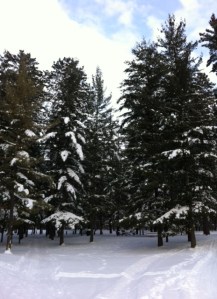 The scenery was so gorgeous in Grand Rapids. Northern Minnesota had received a great deal more snow than us in southern Minnesota. I'm also not used to seeing so many pine trees. The topography of this state is so varied.