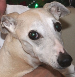 The loss of my sweet dog, Kahlil, in 2013 was heart-wrenching.