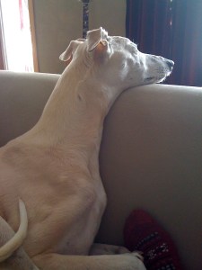 In his favorite spot, looking out the window, probably waiting for David to come home from work.