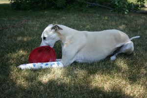 You could not separate Kahlil from his toy in all of his 14 years. Note the cast. He was always so aggressive in his play that he injured himself on occasion.