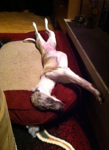 Dare to be different! Like my dog--why sleep in a traditional posture?