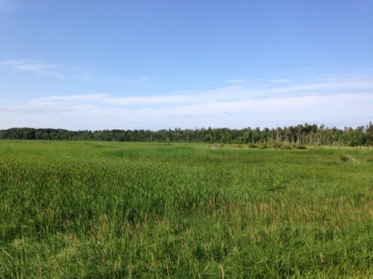 The land around the river up here is more wide, grassy, marshy plains than steep bluffs that you find downstream.