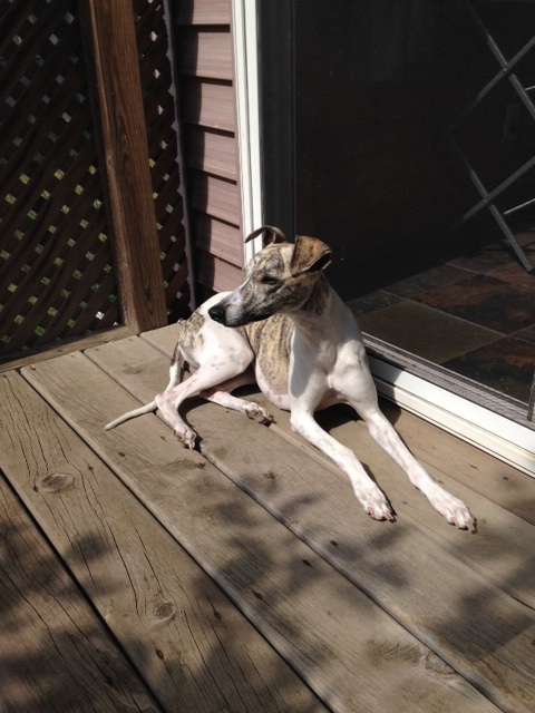 My whippet, Nina. She's 15 months old. I take her on a walk every day, sometimes a run. Being with her on the trail helps me think.