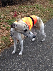 Safety first! It's deer-hunting season.