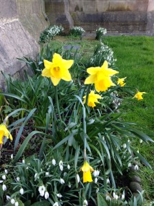 Sorry, I come from a place where it's white with snow and well below zero. At home, I will not see something like this until May. These daffodils are outside St. John the Baptist church.