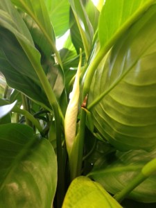 My office peace lily is not dead! In fact, this is one of two blooms. The plant knows it's spring.