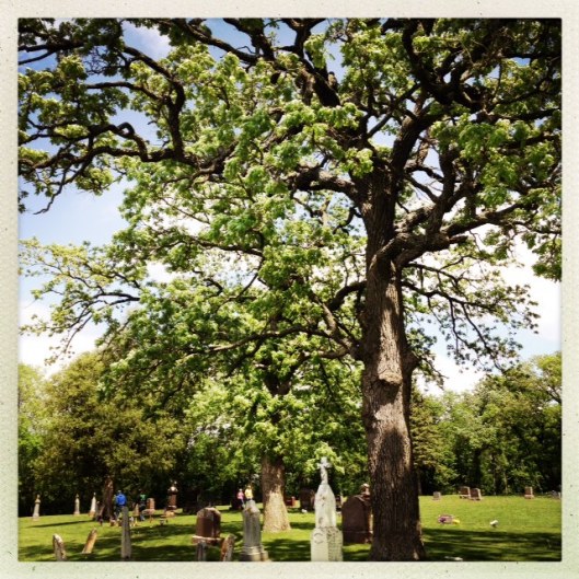 The oaks at St. Mary's are stunning.