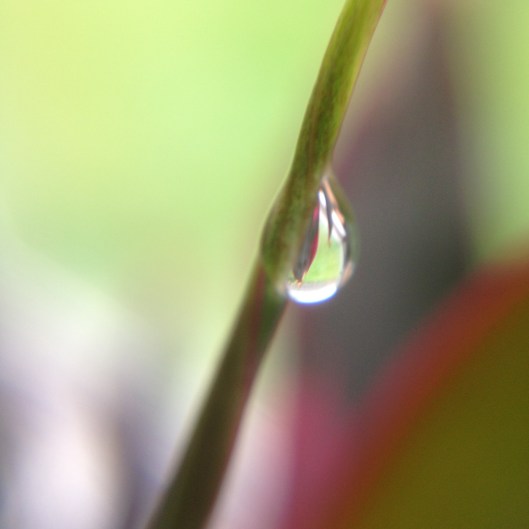 Photo by author. iPhone with Olloclip attachment.