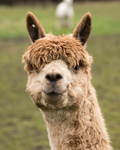 40917275982_6163056a1b