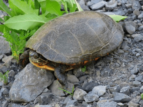 Screen Shot 2019-08-31 at 3.05.04 PM